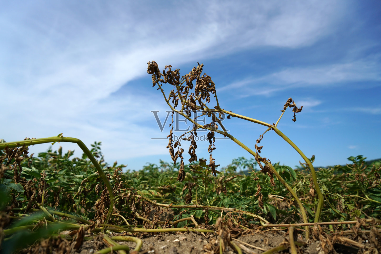 降雨量不足和气候变化导致高温下的干燥和干旱照片摄影图片