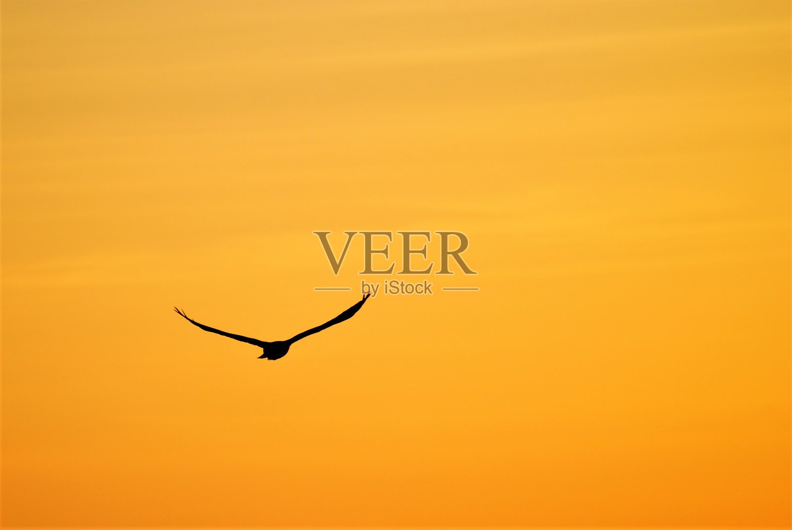 雄鹰在壮丽的清晨天空中飞翔照片摄影图片