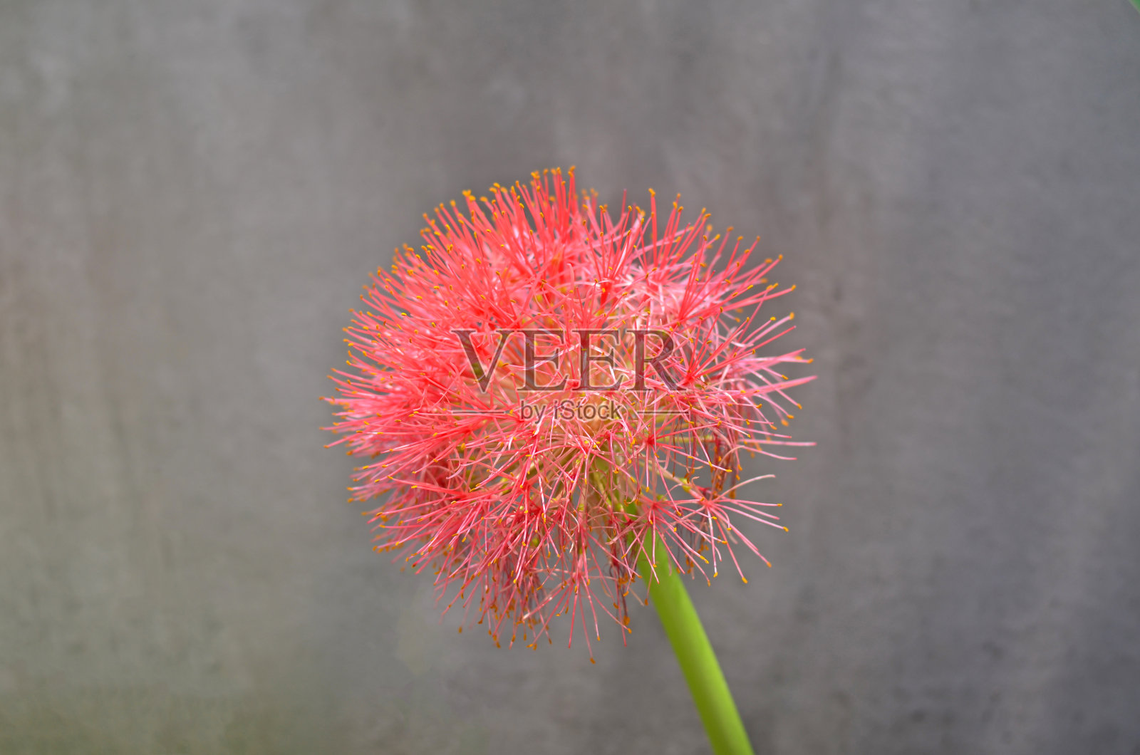 粉扑百合或血花照片摄影图片