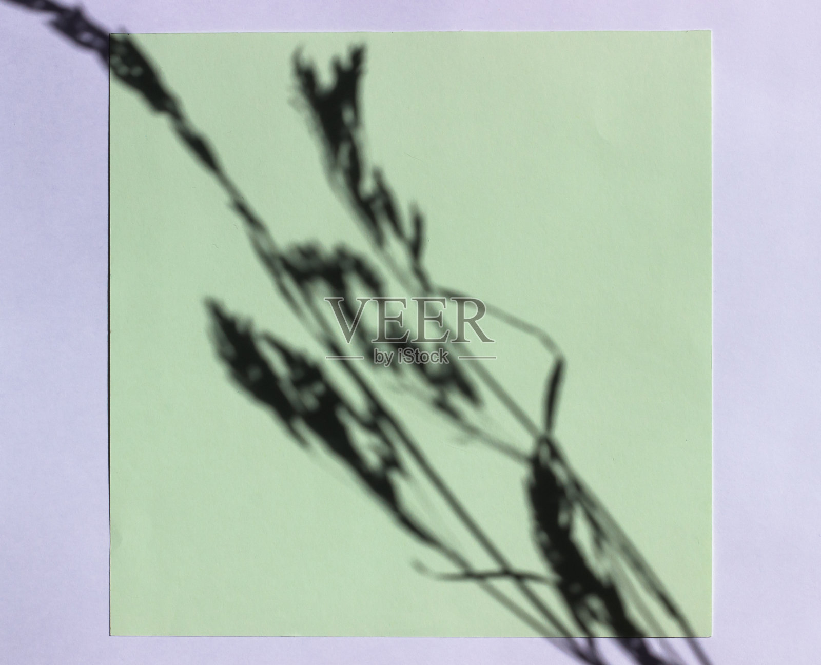 记录带有小穗阴影的空白纸。准备用绿色的纸制作一张明信片,上面有树枝和树叶的阴影。添加标签的布局。自然光硬,阴影深。俯视图,平放,复制空间照片摄影图片