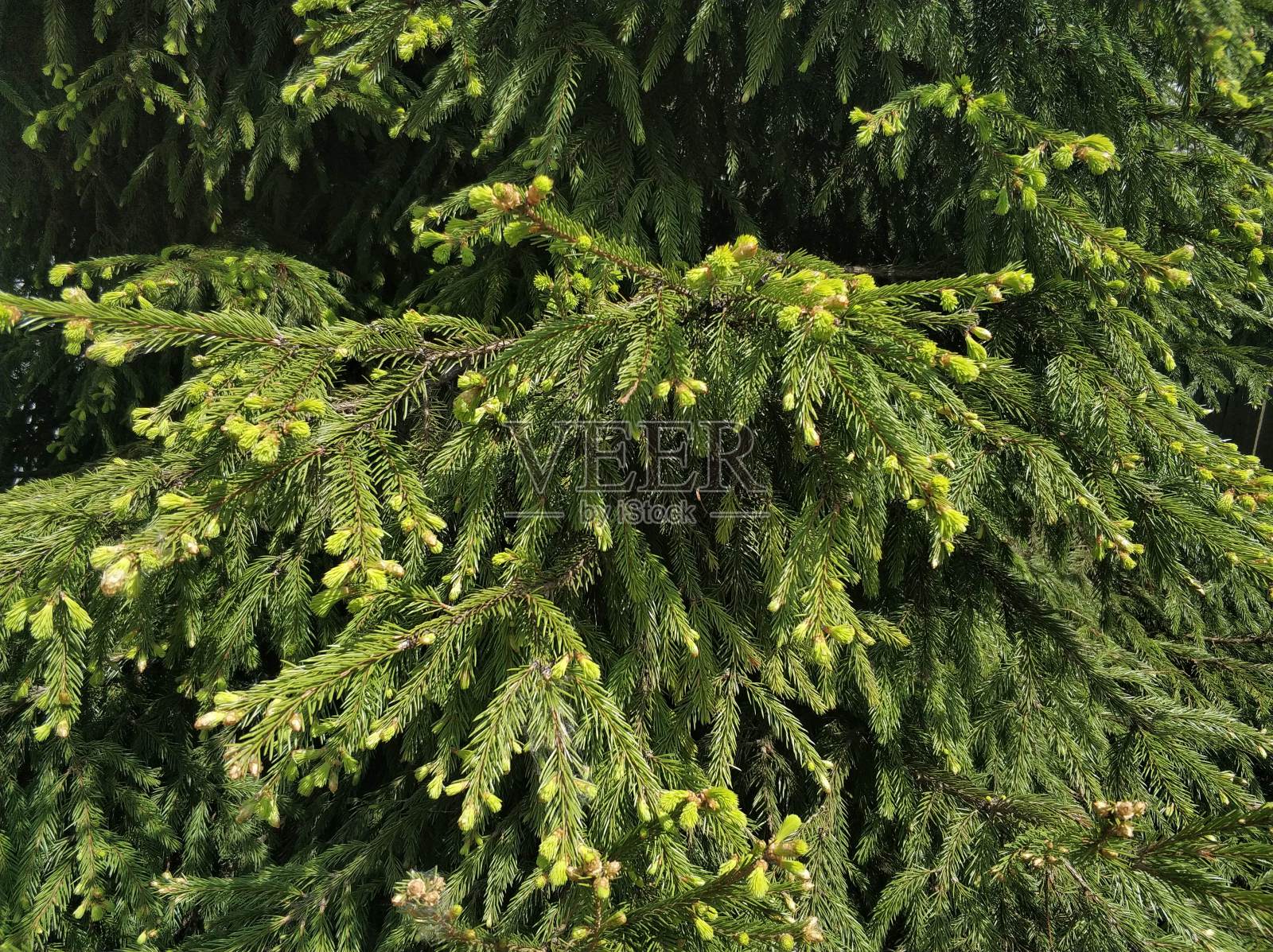 云杉顶部开阔地带的小针叶。在散焦绿色植物的背景上。照片摄影图片