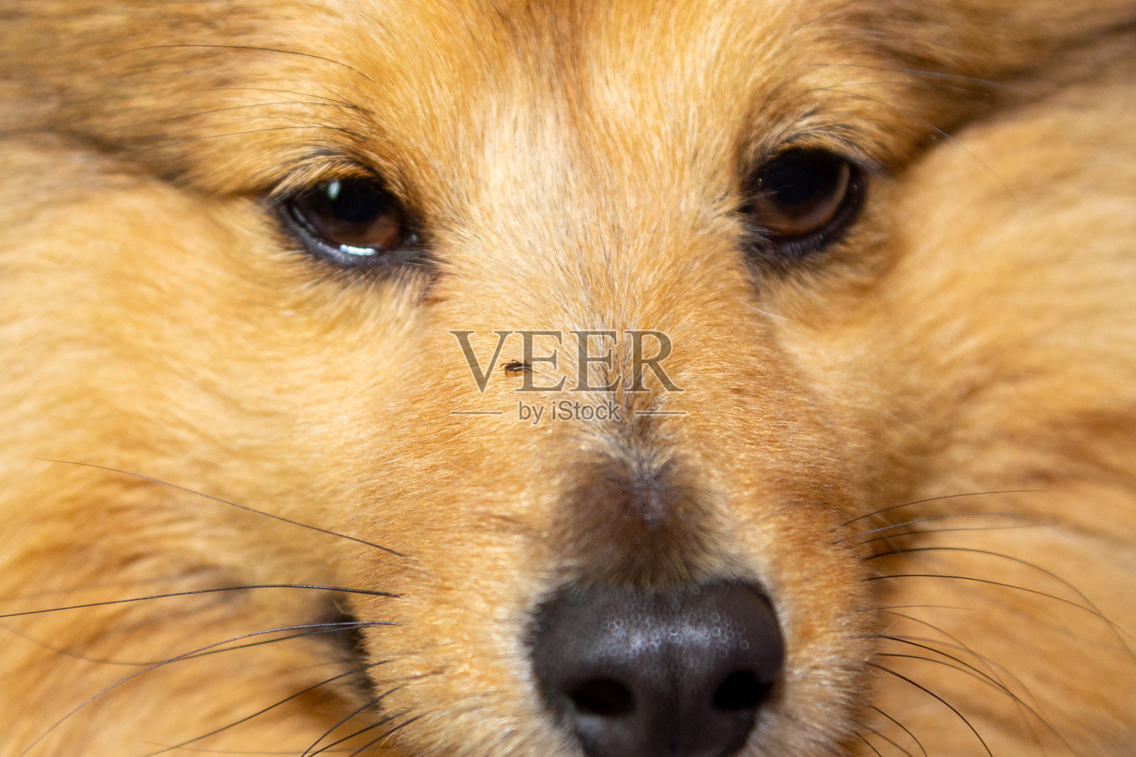 蜱虫在狗的脸上跑来跑去照片摄影图片