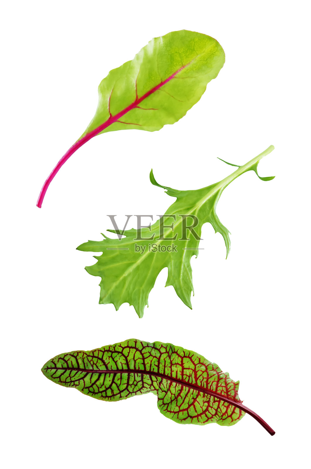 绿色的叶子为生菜,菠菜,甜菜,芝麻菜,甜菜在白色孤立的背景照片摄影图片