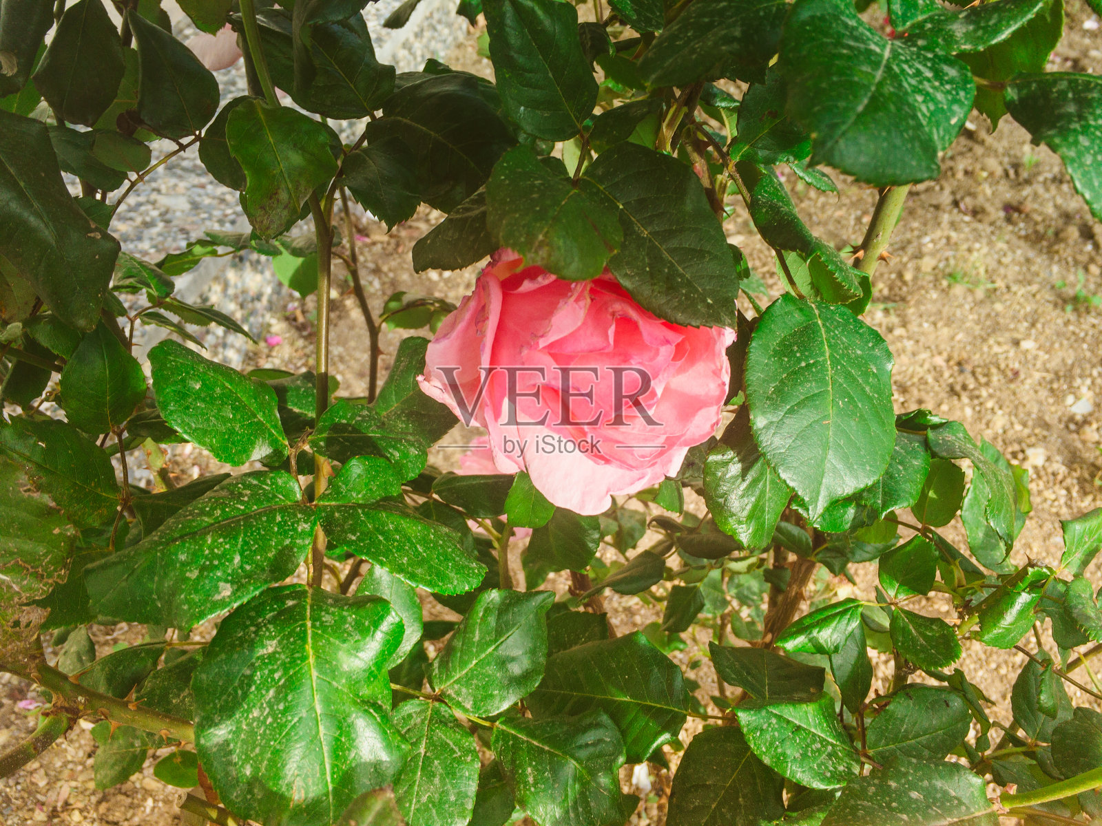 天堂的玫瑰照片摄影图片