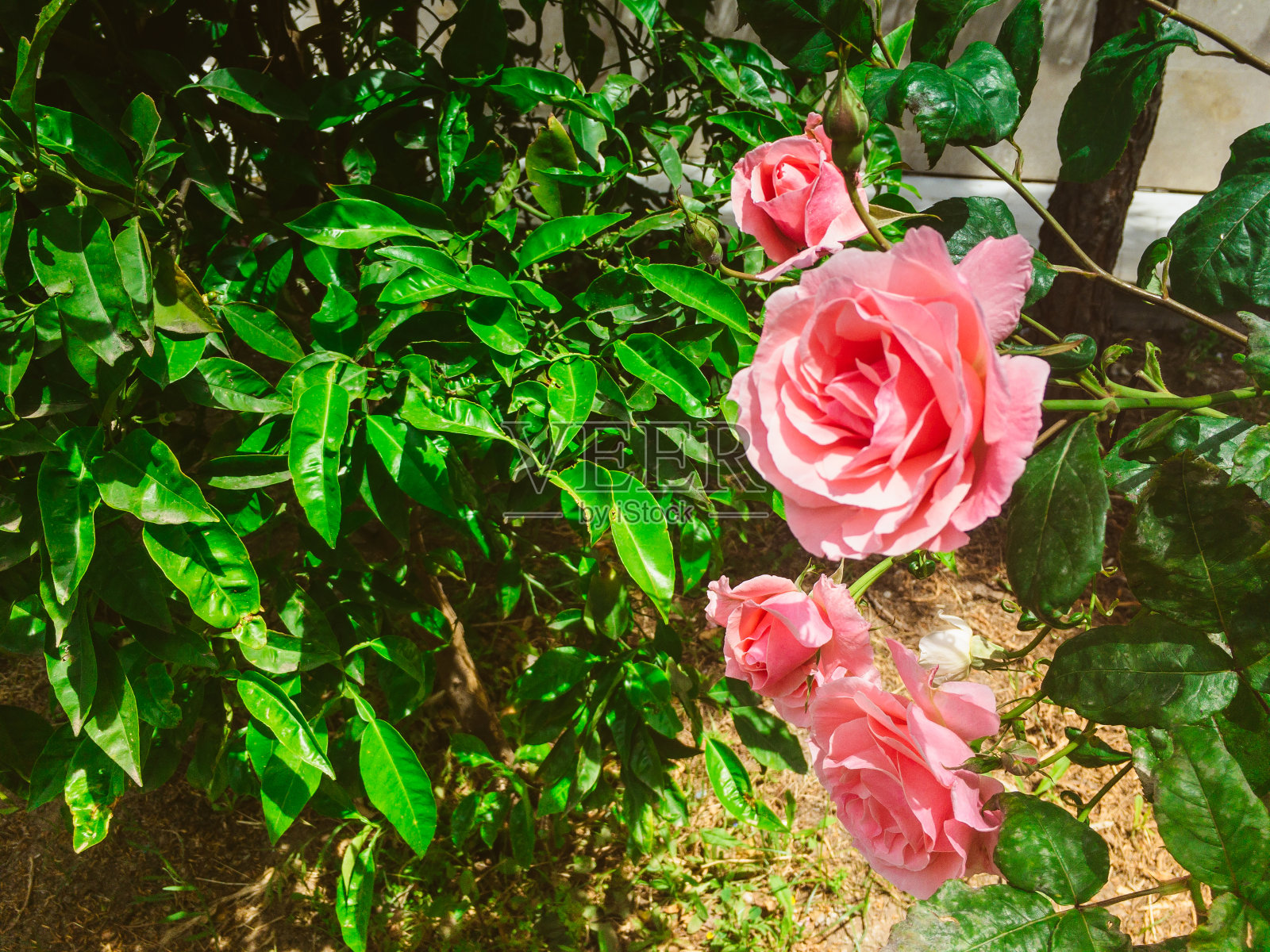 天堂的玫瑰照片摄影图片