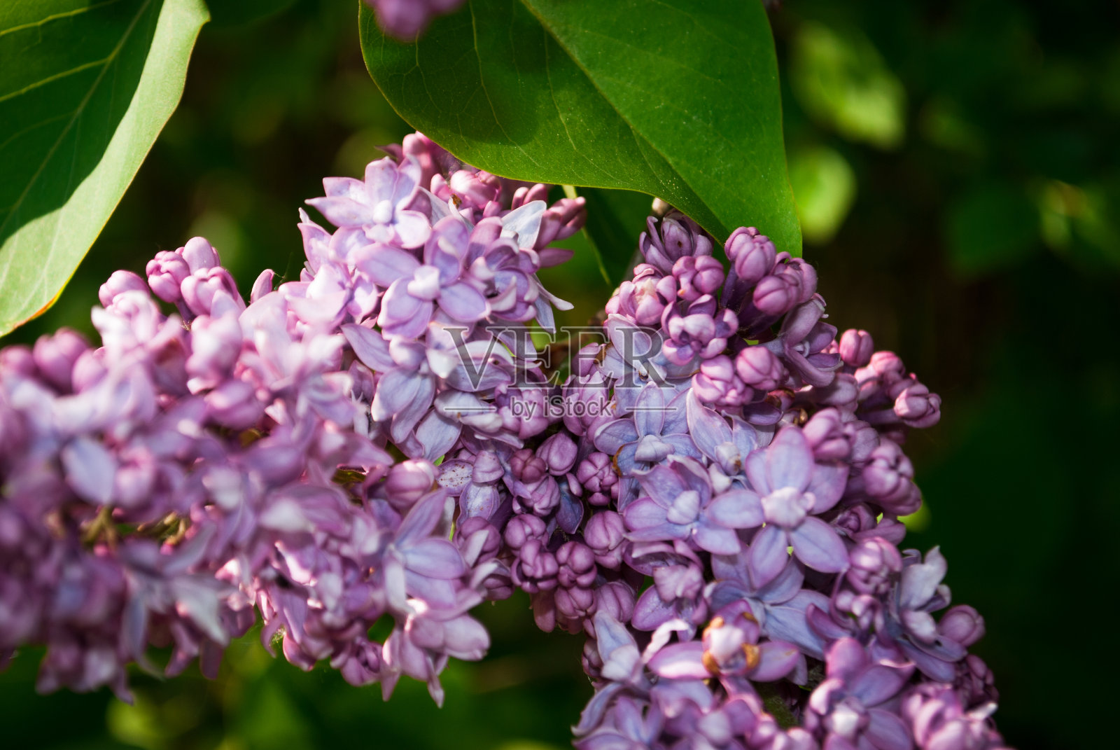 盛开的丁香枝照片摄影图片