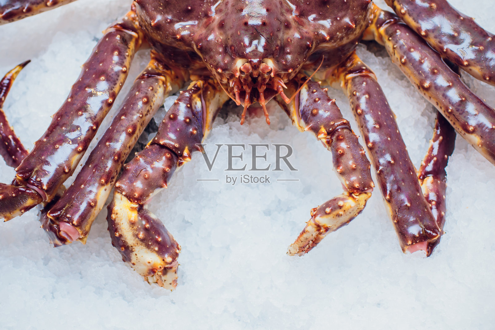 冰上的帝王红蟹照片摄影图片