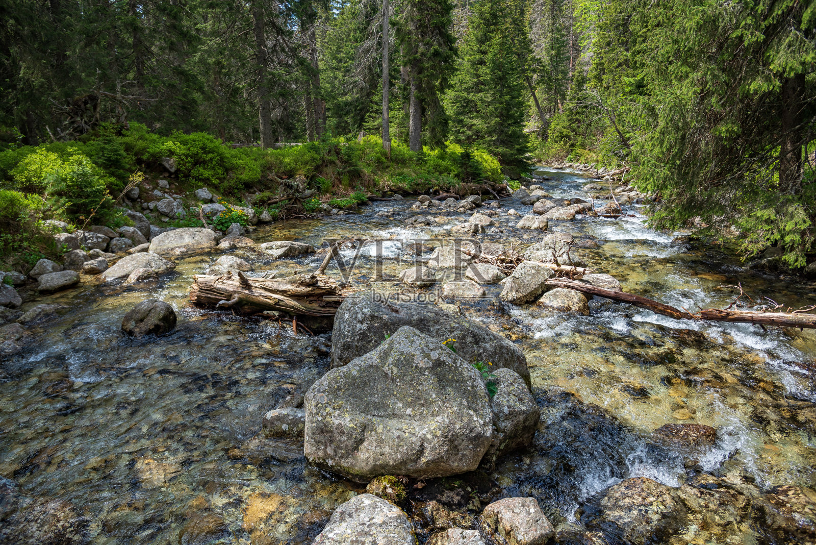 湍急的山河和高山针叶林。照片摄影图片