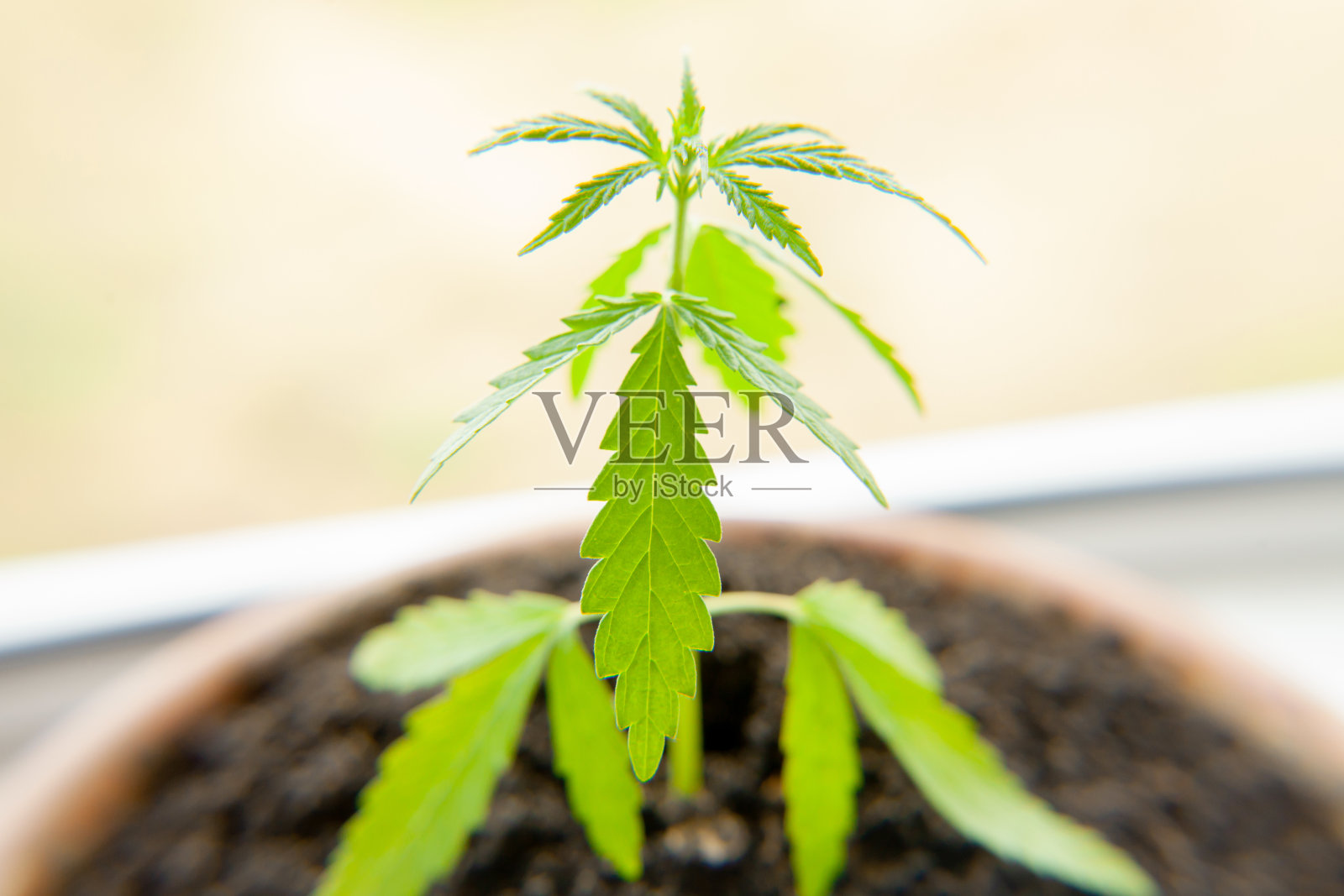 大麻苗,由大麻农种植,生产不同类型的CBD产品。具有药用价值的低四氢大麻酚技术品种照片摄影图片