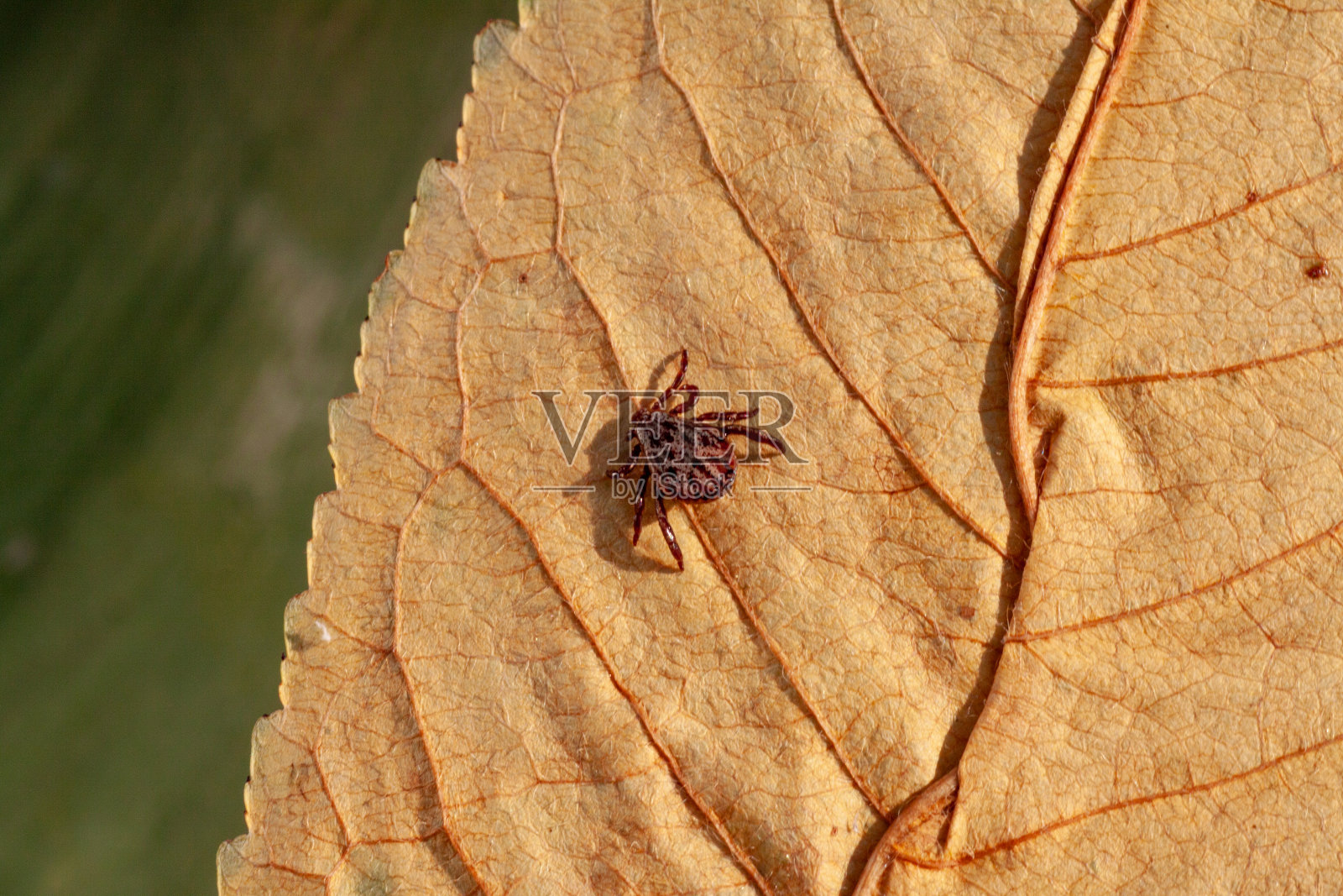 一种危险的寄生虫和感染载体螨照片摄影图片