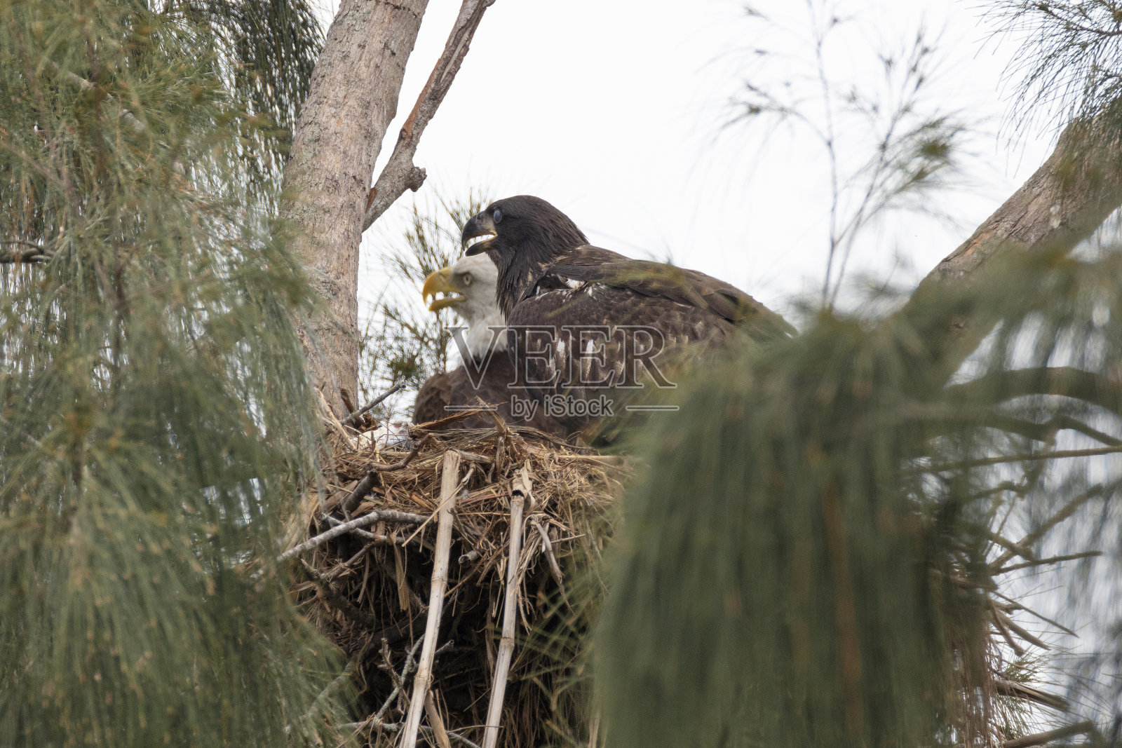 不成熟的秃鹰照片摄影图片