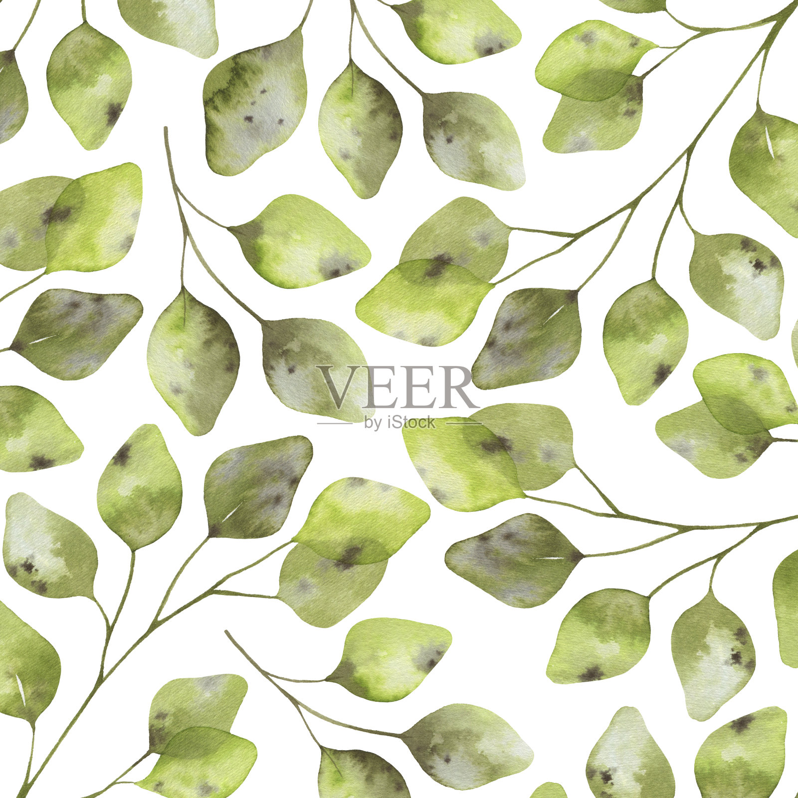 具有桉树枝叶的抽象背景,优雅的植物系列插画图片素材