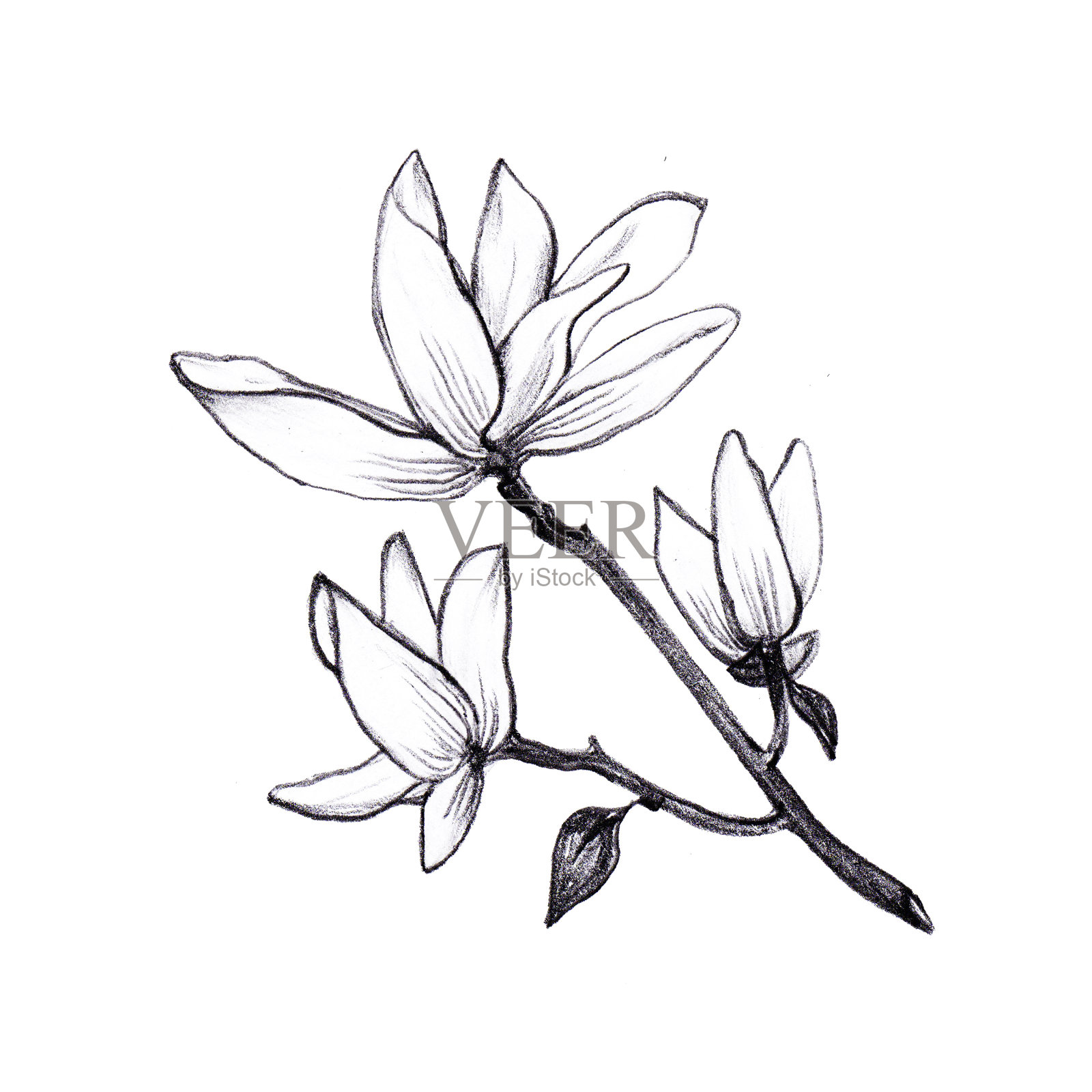 手绘插图白玉兰花。插画图片素材