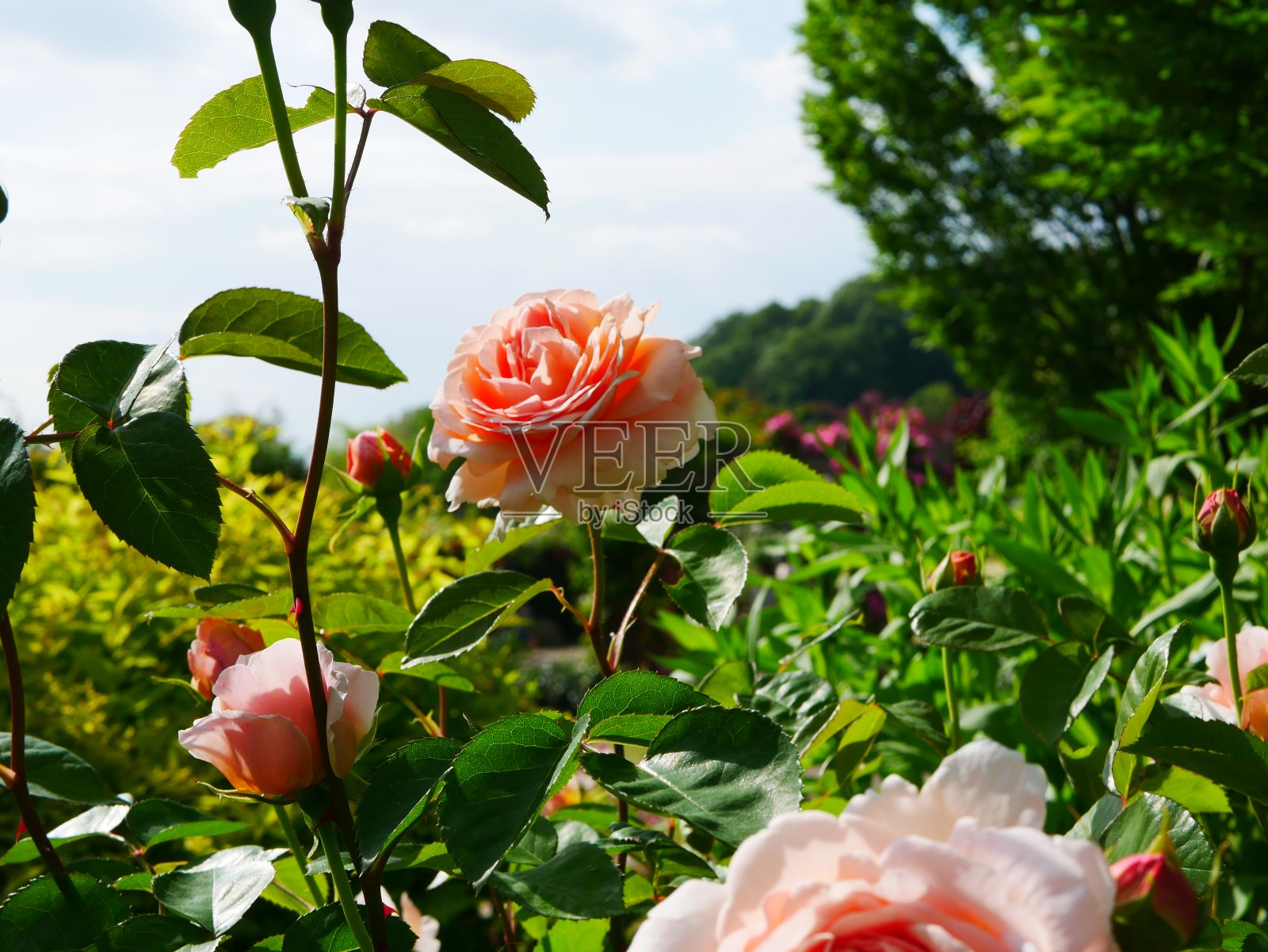 阳光明媚的玫瑰园照片摄影图片