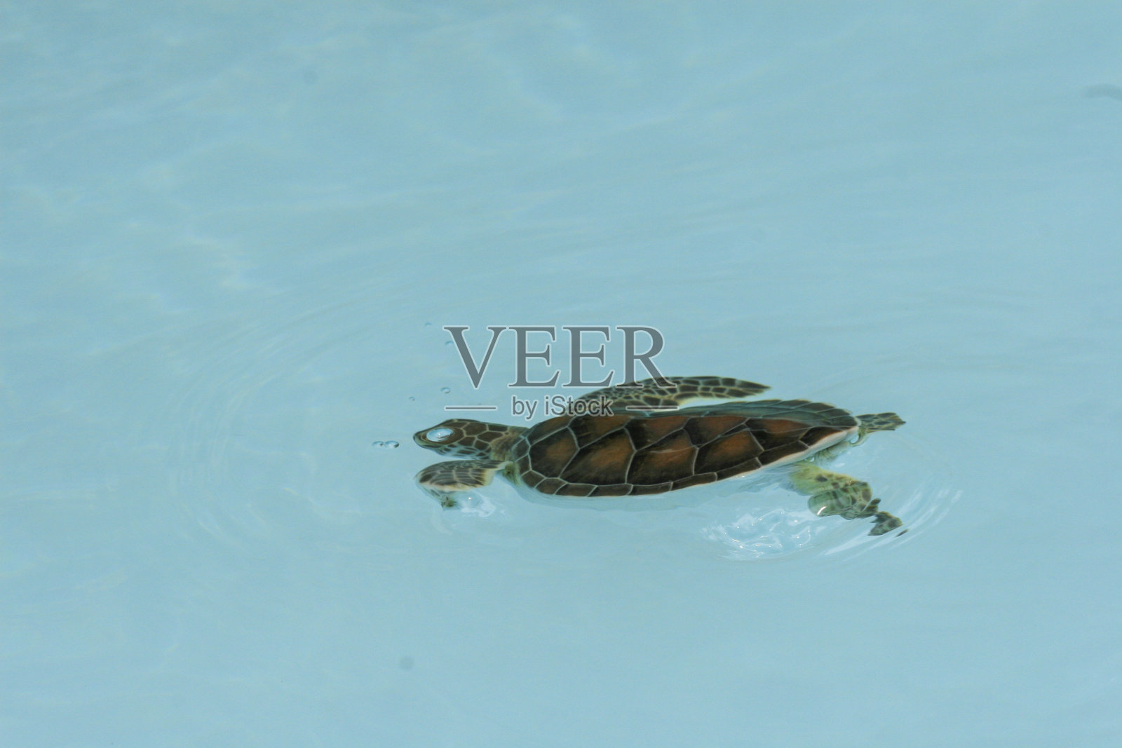 小水龟潜入水中照片摄影图片