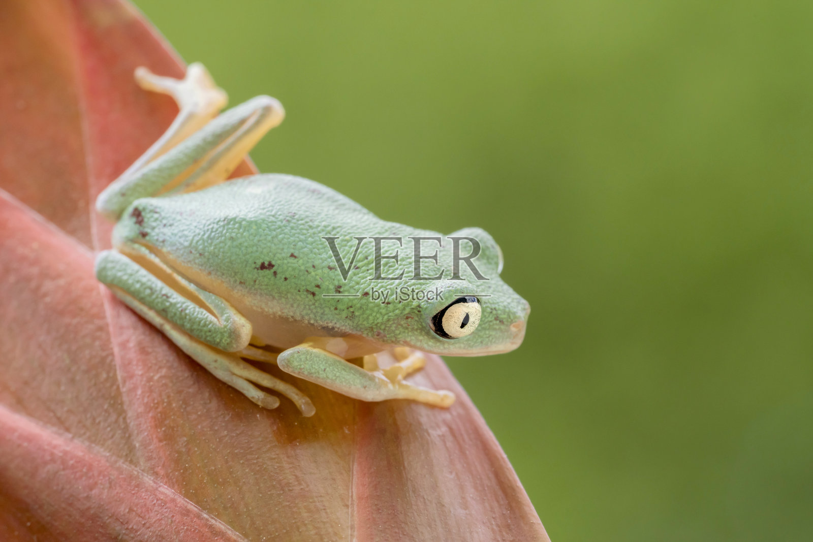 狐猴叶蛙在植物上照片摄影图片