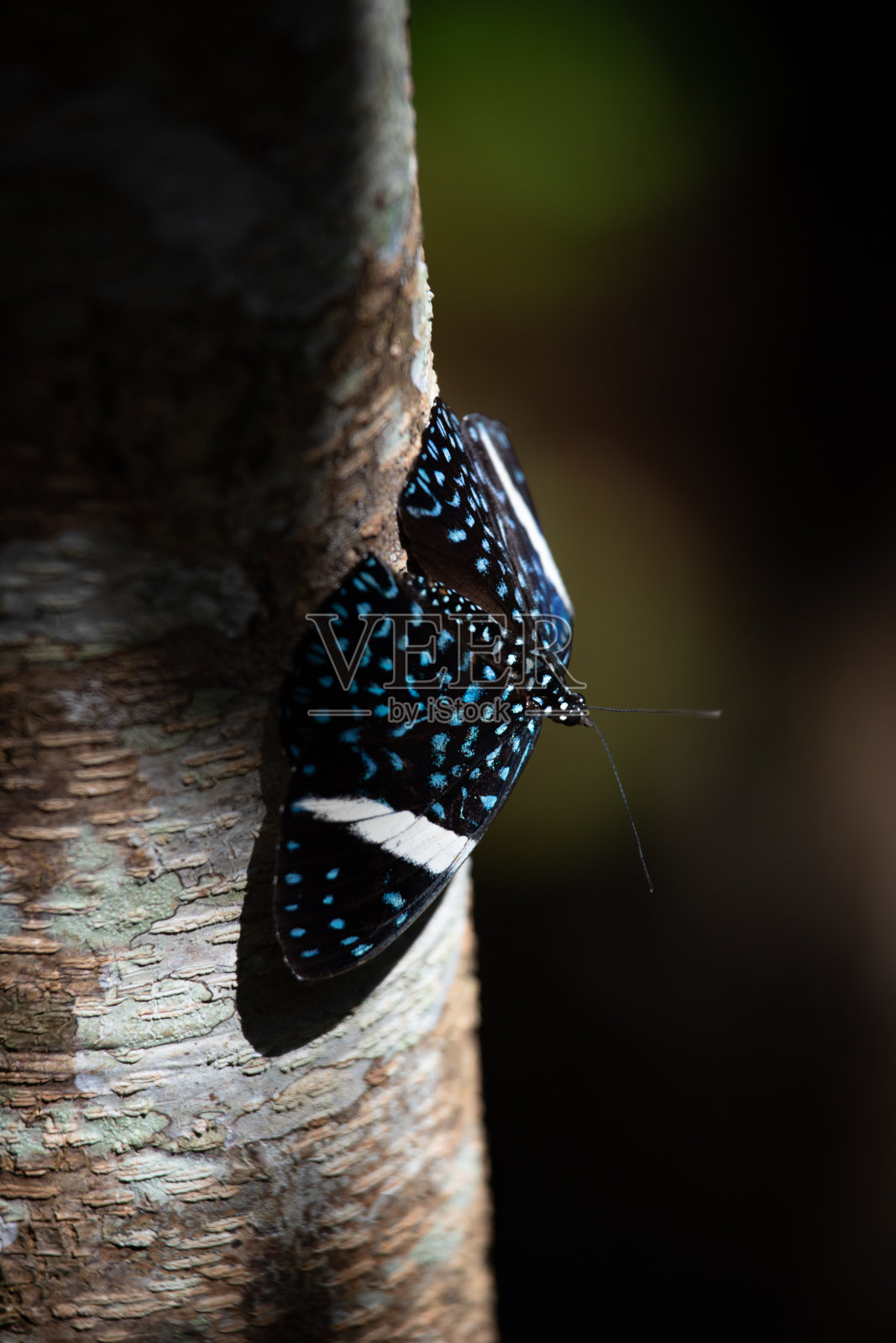 翅膀上有闪光蓝色斑点的黑蝴蝶。照片摄影图片