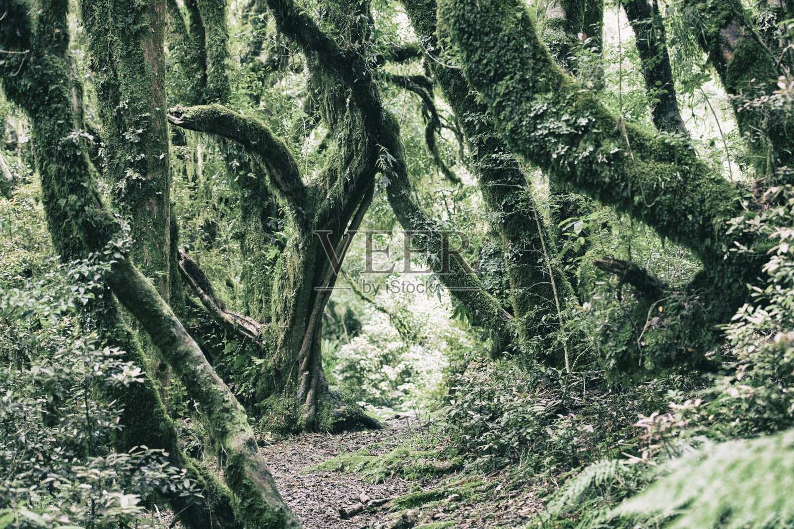 新西兰塔拉纳基山的热带雨林照片摄影图片