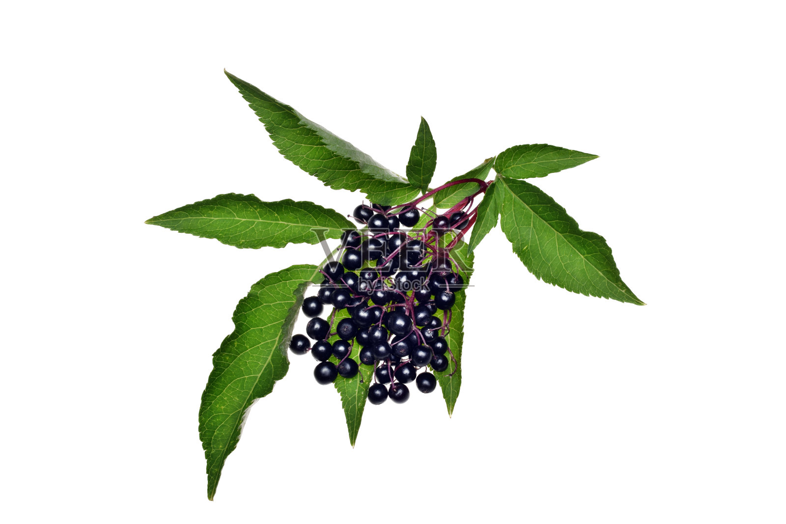 带接骨木莓的小枝和孤立的叶子照片摄影图片