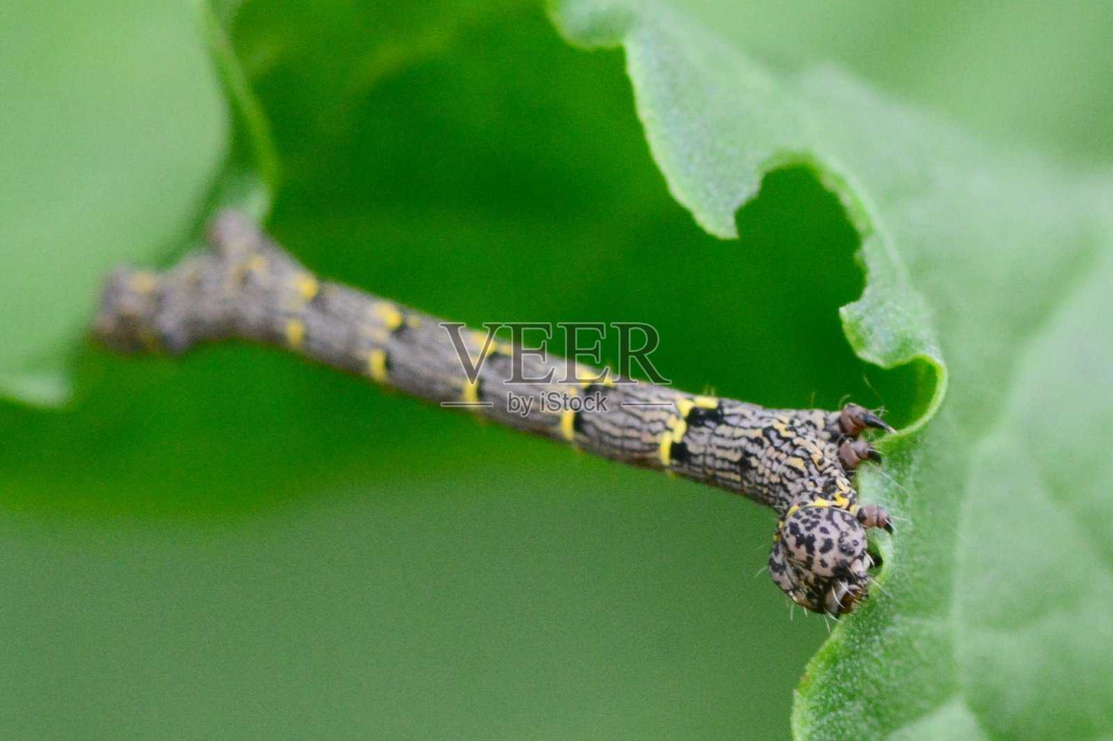 尺蠖蛾毛虫照片摄影图片