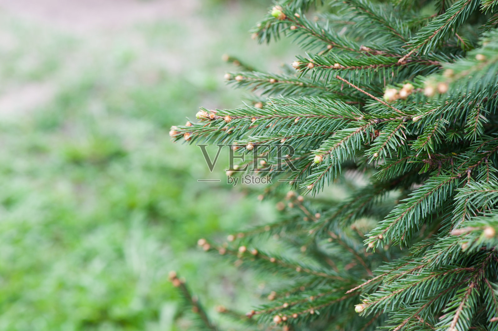 自然照片摄影图片