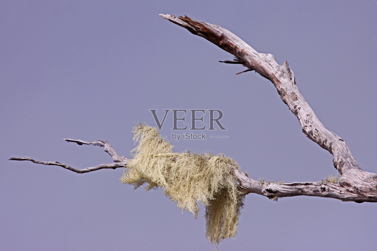 马来西亚婆罗洲基纳巴卢山,苔藓攀附在光秃秃的树枝上照片摄影图片