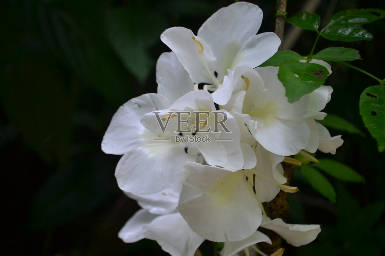 发现美照片摄影图片