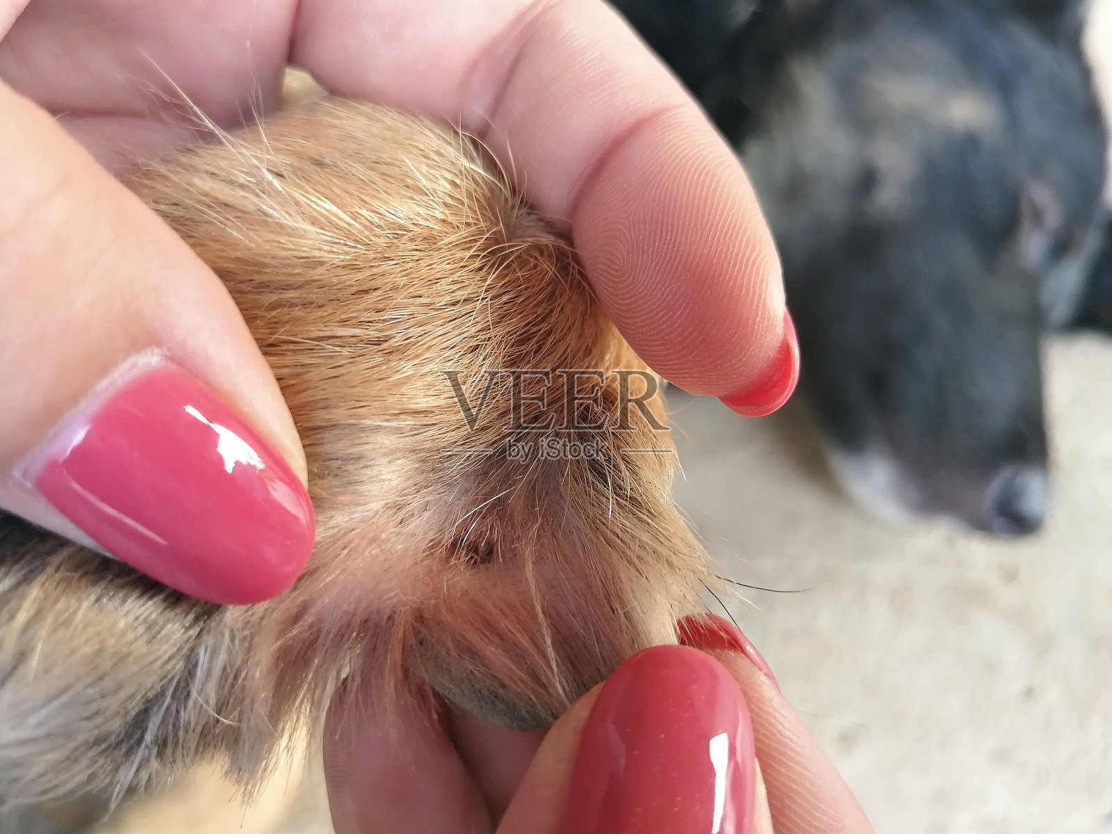 妇女帮助狗清除蜱虫-狗的保健理念照片摄影图片