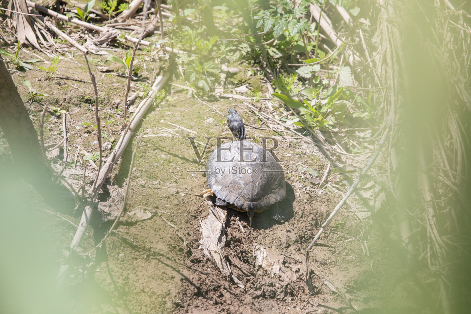 坎伯兰滑块照片摄影图片