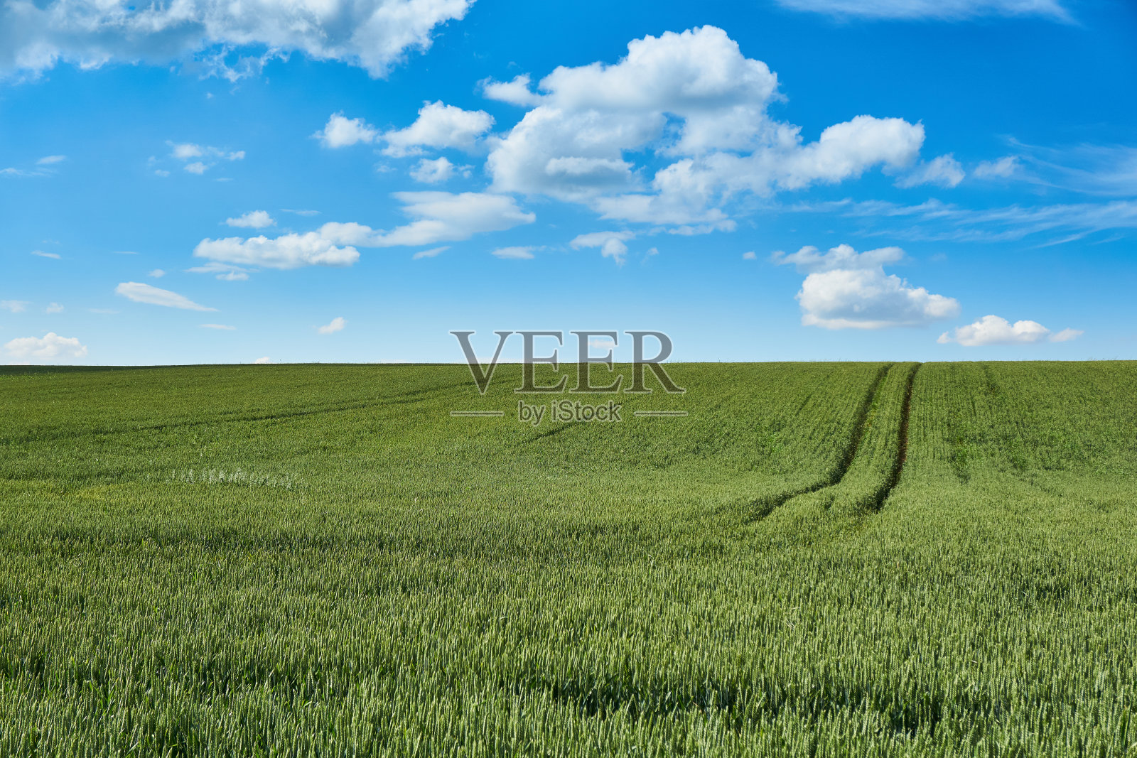 天空和小麦背景照片摄影图片