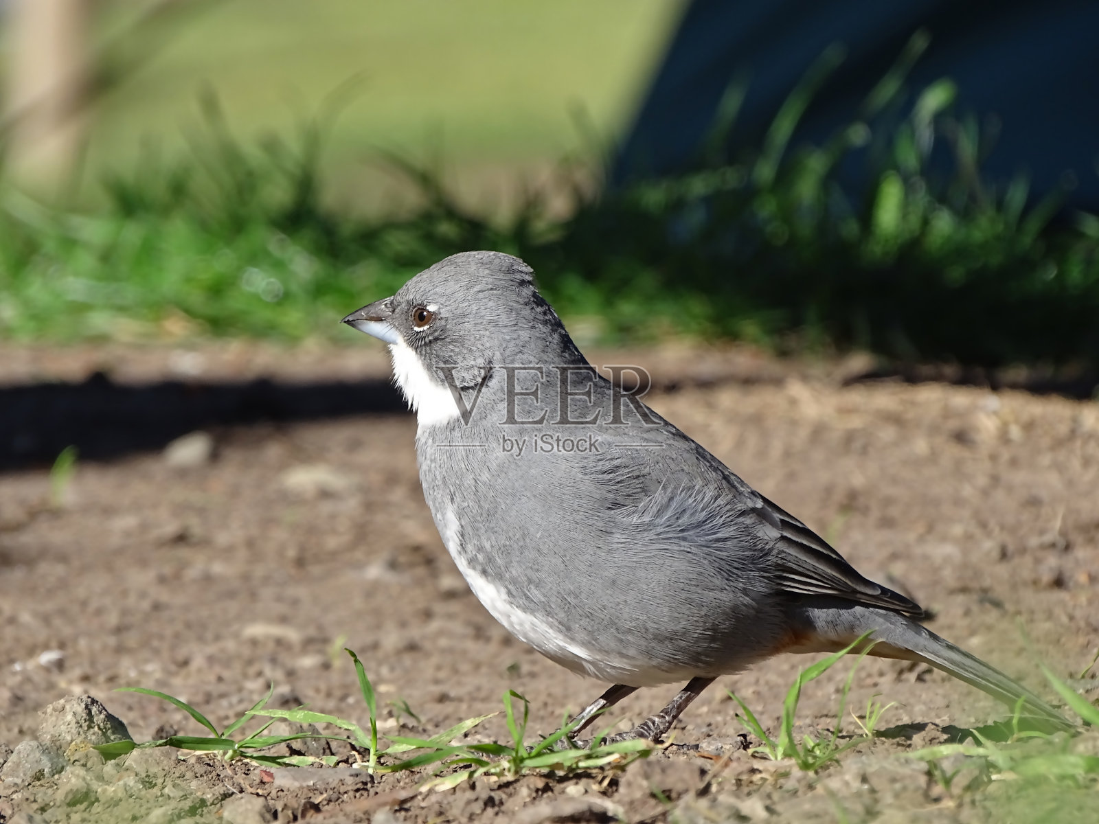纵火犯照片摄影图片