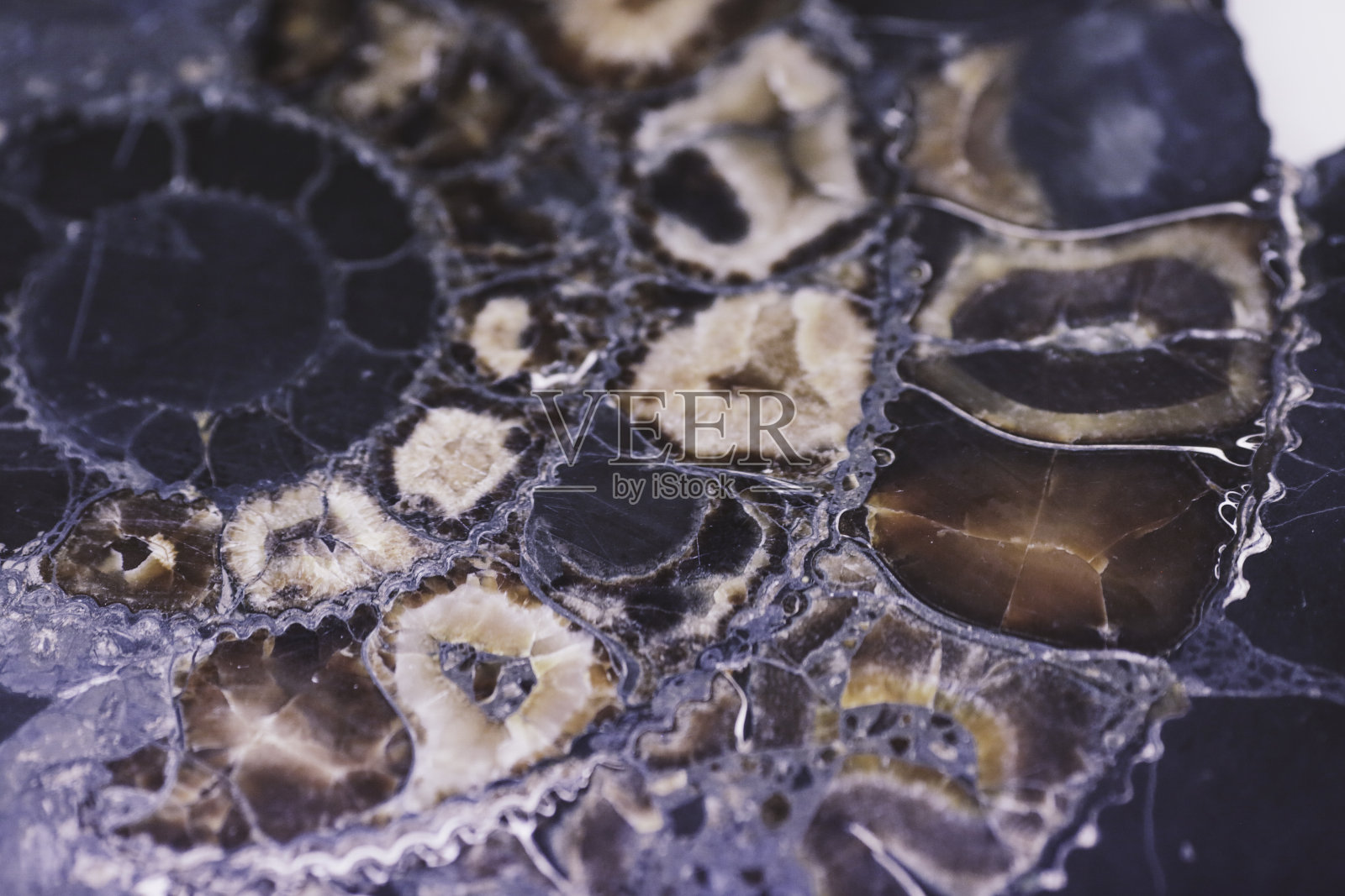 鹦鹉螺化石照片摄影图片