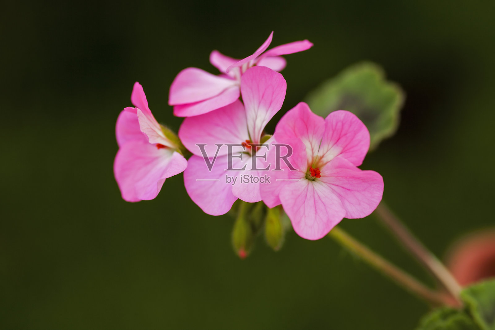 粉红色的花在自然环境中照片摄影图片