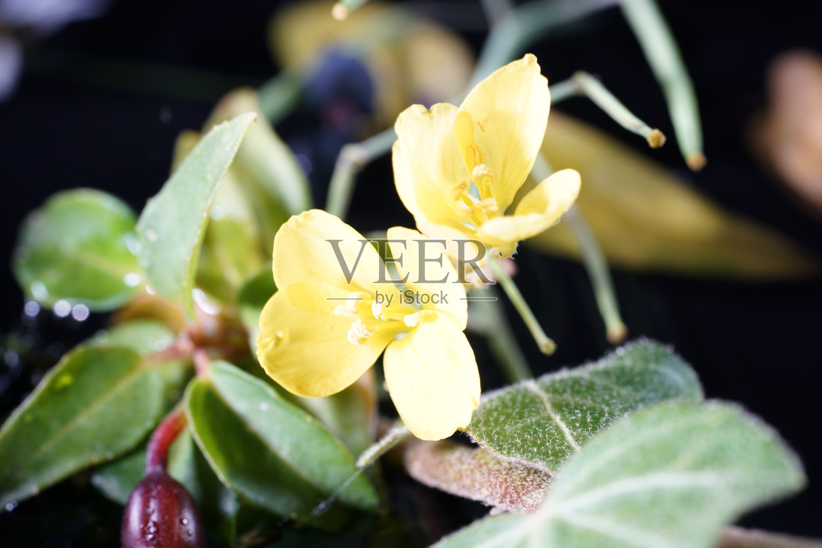 各种高分辨率的高质量照片,适合作为海报或作为背景照片摄影图片