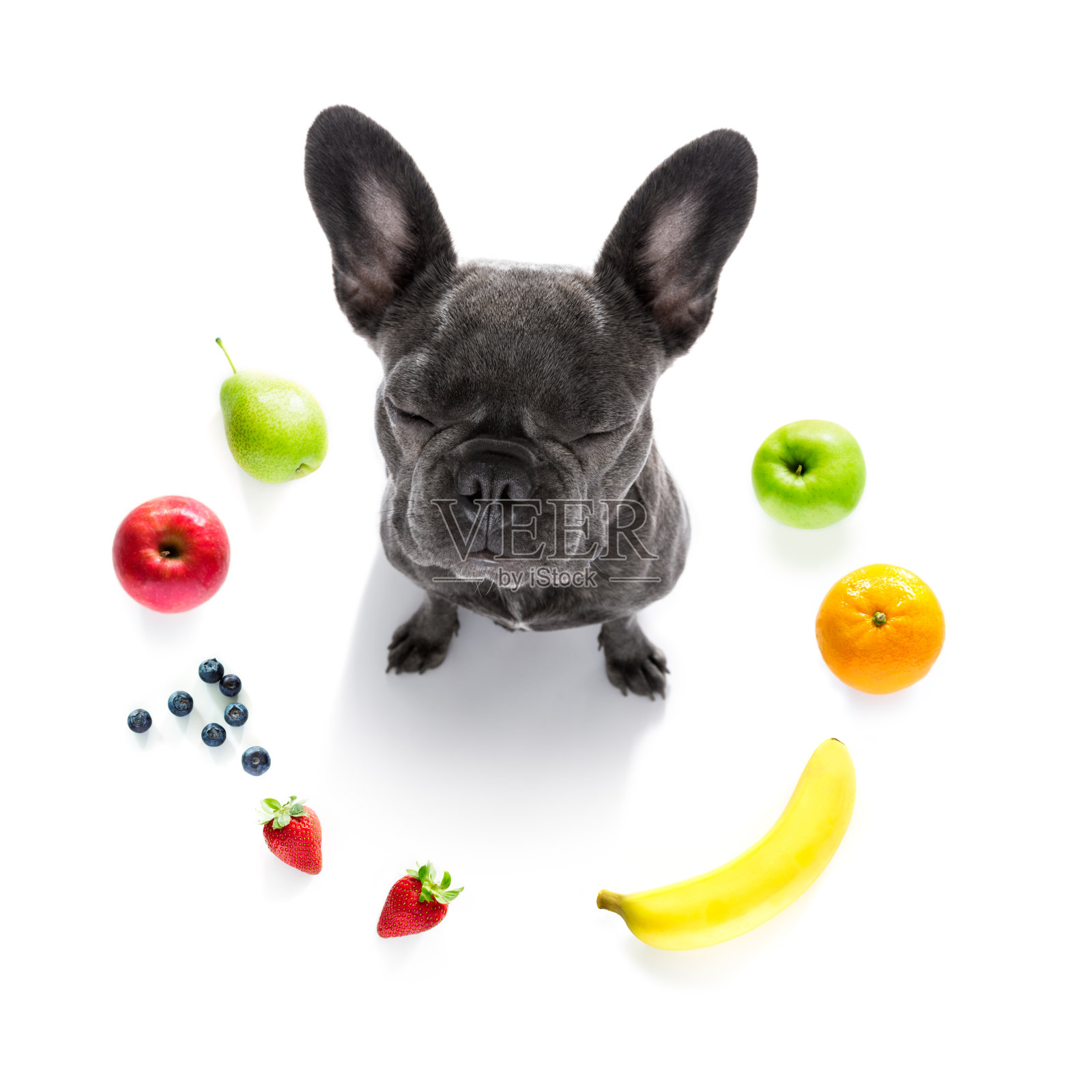 饥饿的狗和素食健康的水果照片摄影图片