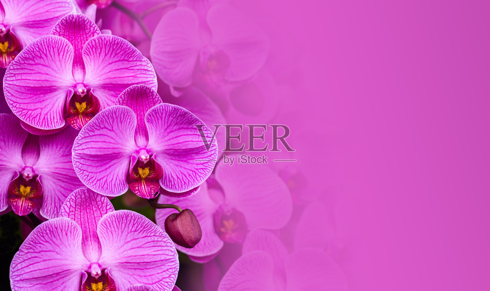 兰花花与模糊的纹理背景。文字和设计的空间。照片摄影图片