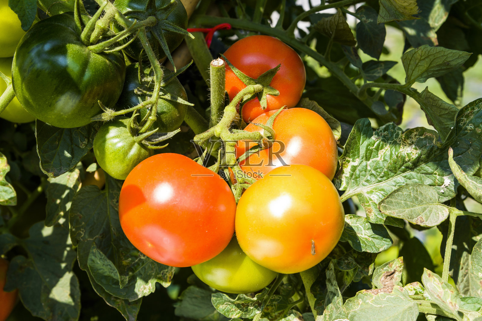 新鲜的番茄枝桠挂在有机农场的树上。照片摄影图片