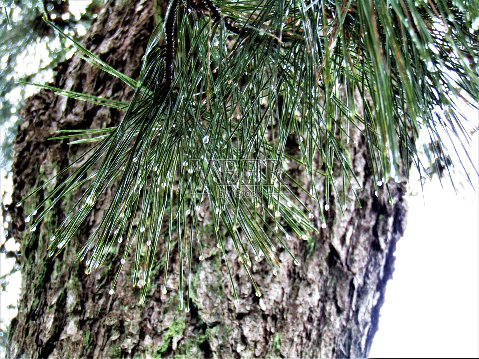 自然的抽象模式。雨天。松树照片摄影图片