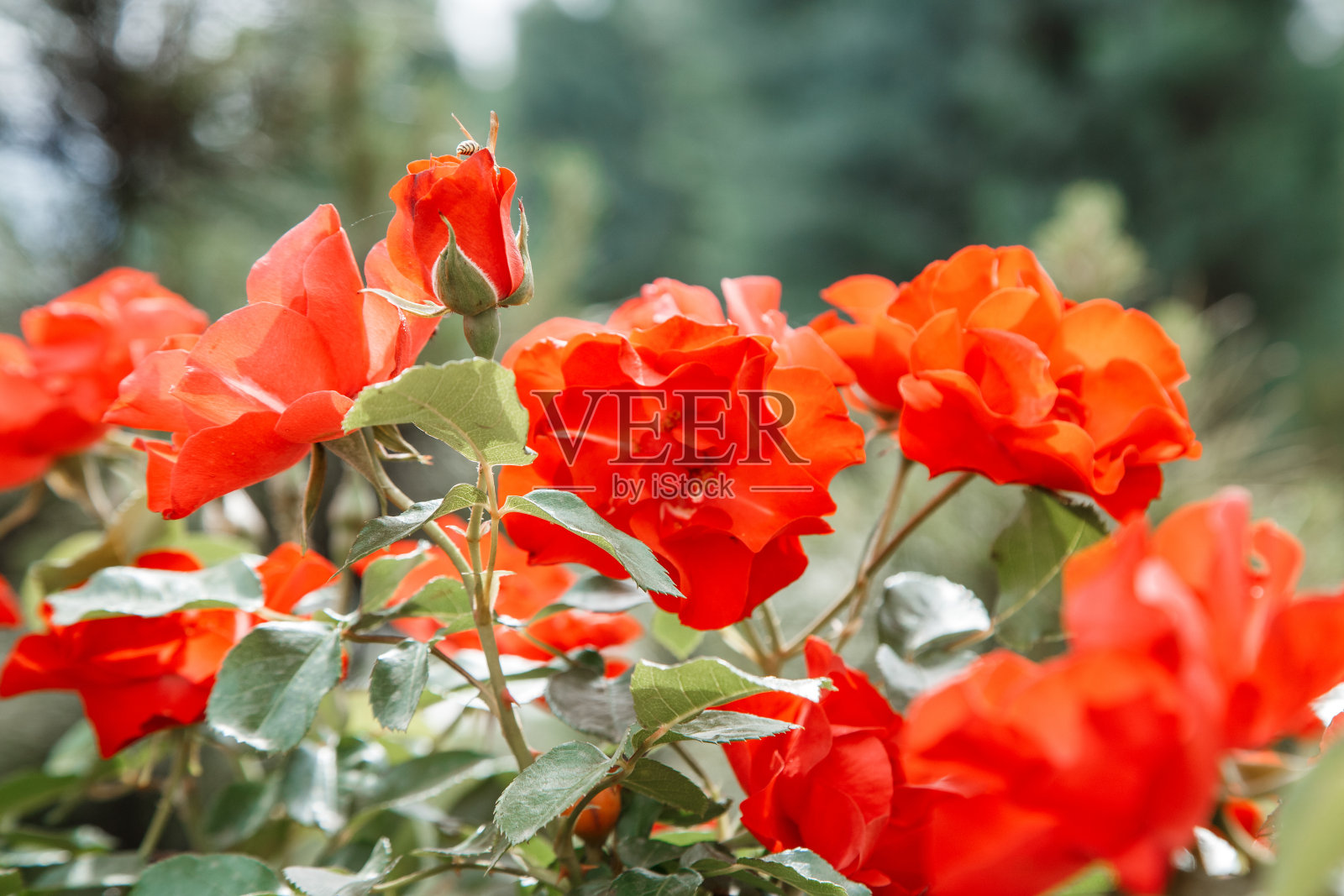 红色娇嫩的花朵特写。选择性聚焦与浅景深的领域照片摄影图片