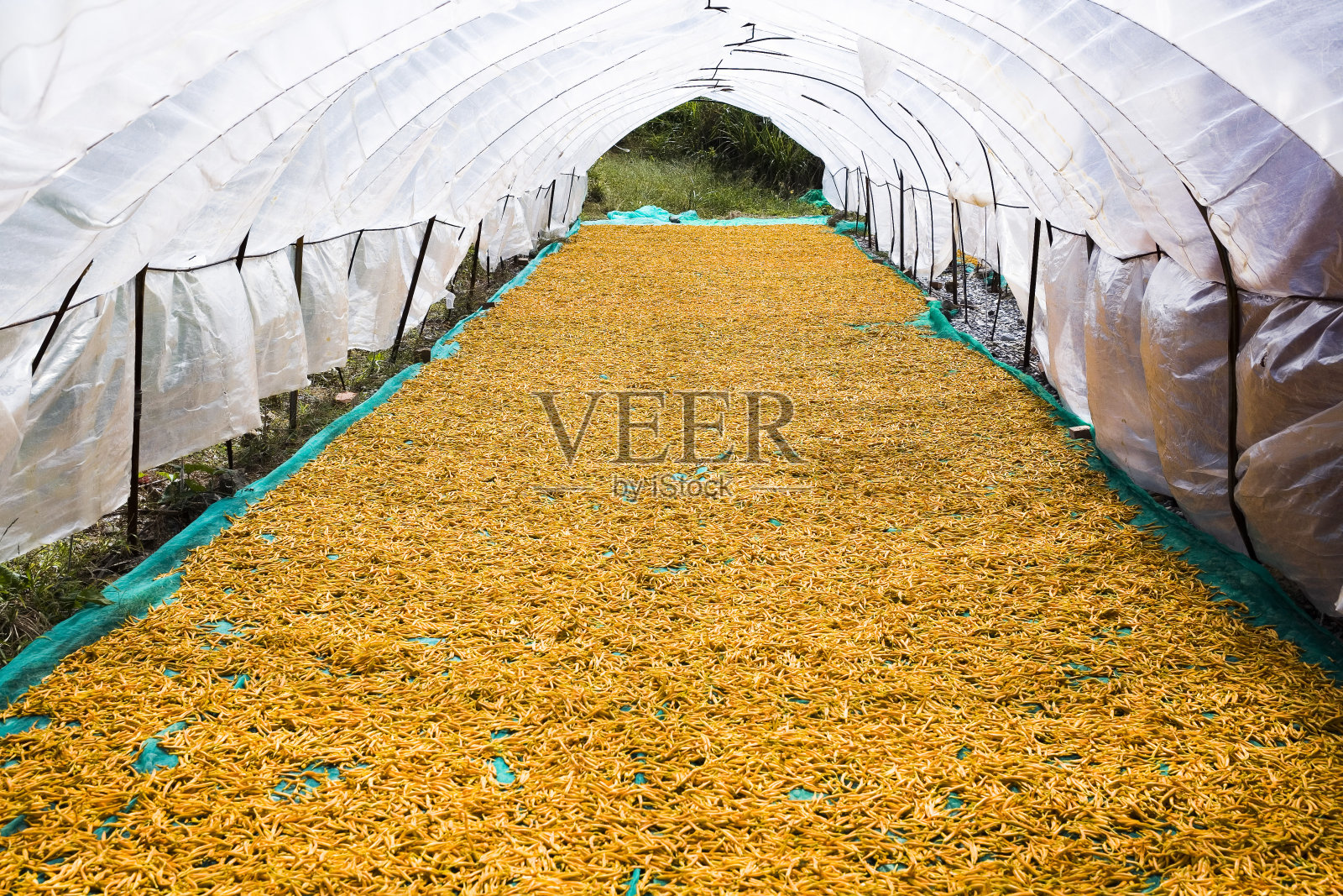 干黄花菜。照片摄影图片