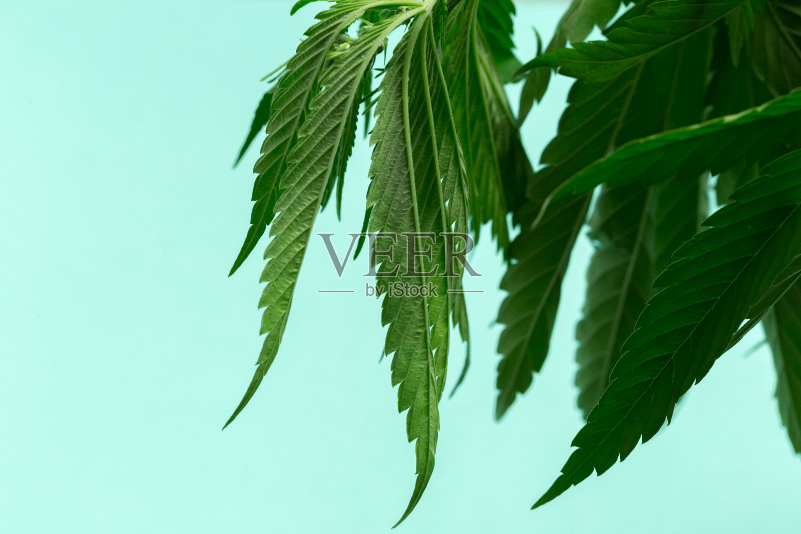 大麻大麻植物细节照片摄影图片