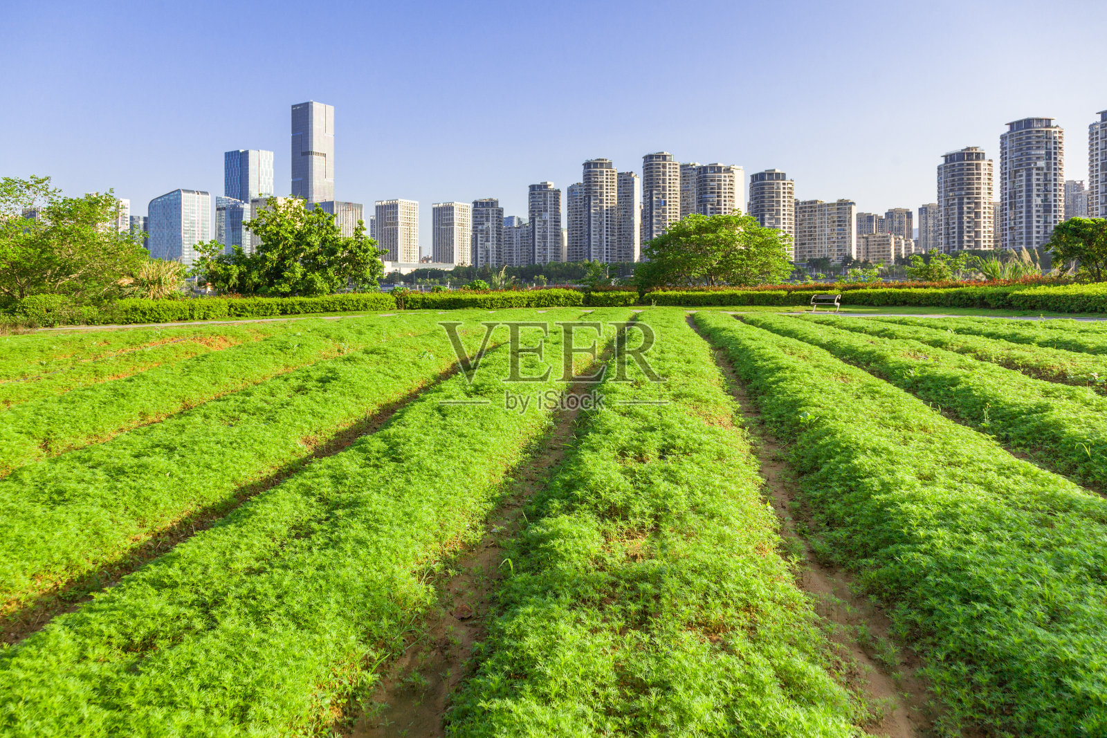 从公园绿地看福州的城市和天际线照片摄影图片
