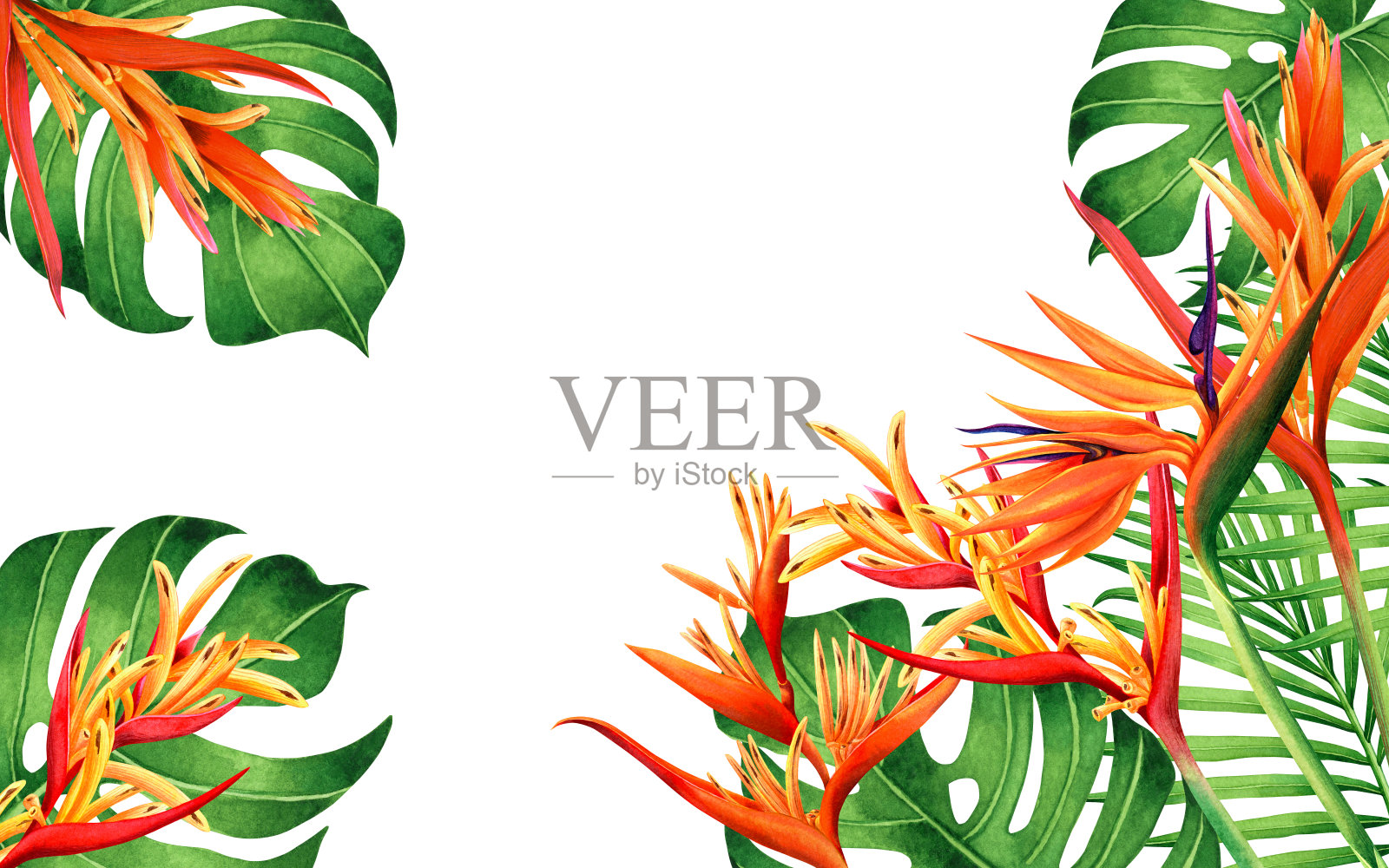 水彩画:龟背竹、绿叶与天堂鸟花卉背景。手绘热带异域叶片卡片设计,适用于婚礼请柬、海报或活动预告插画图片素材