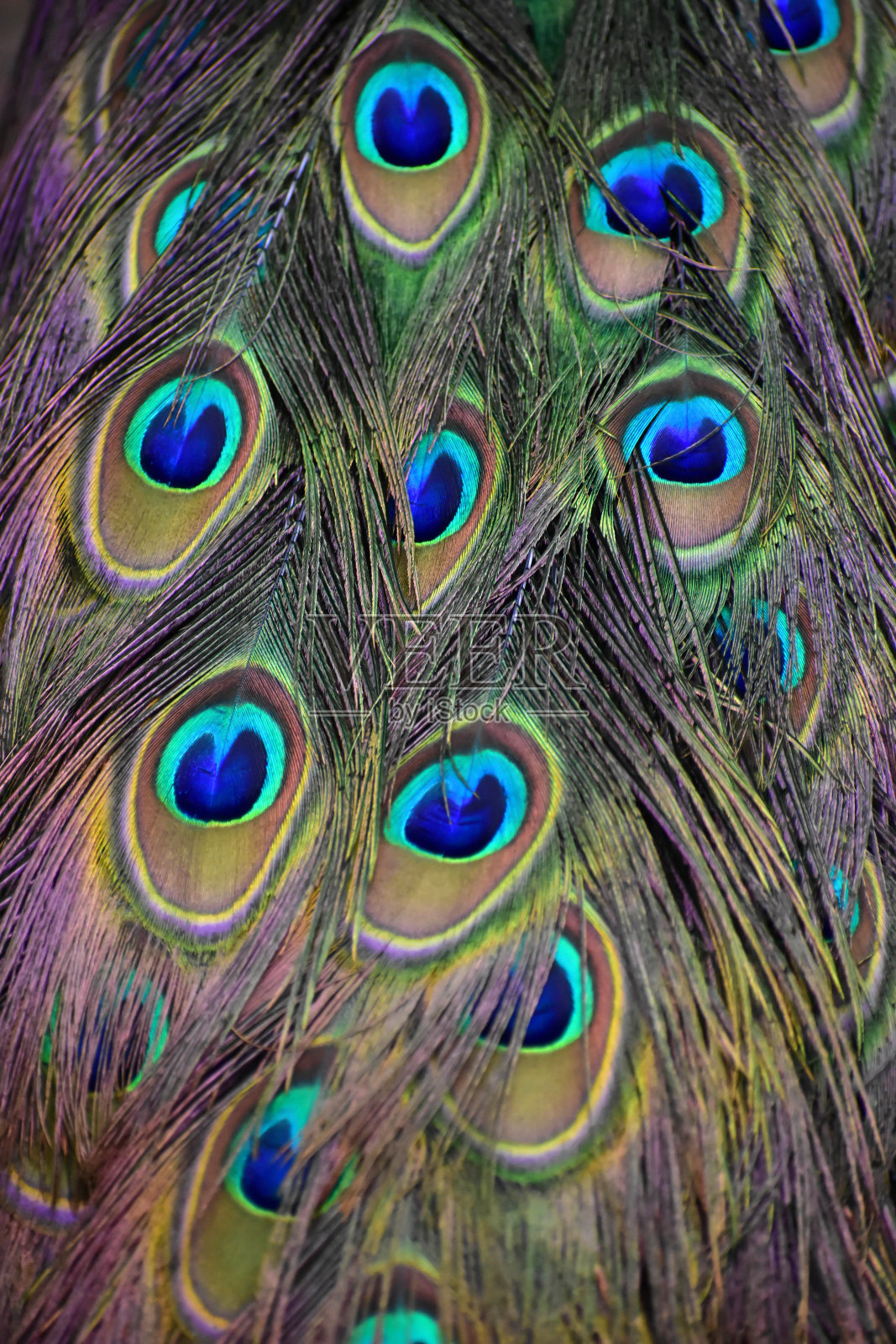 孔雀羽毛特写镜头照片摄影图片