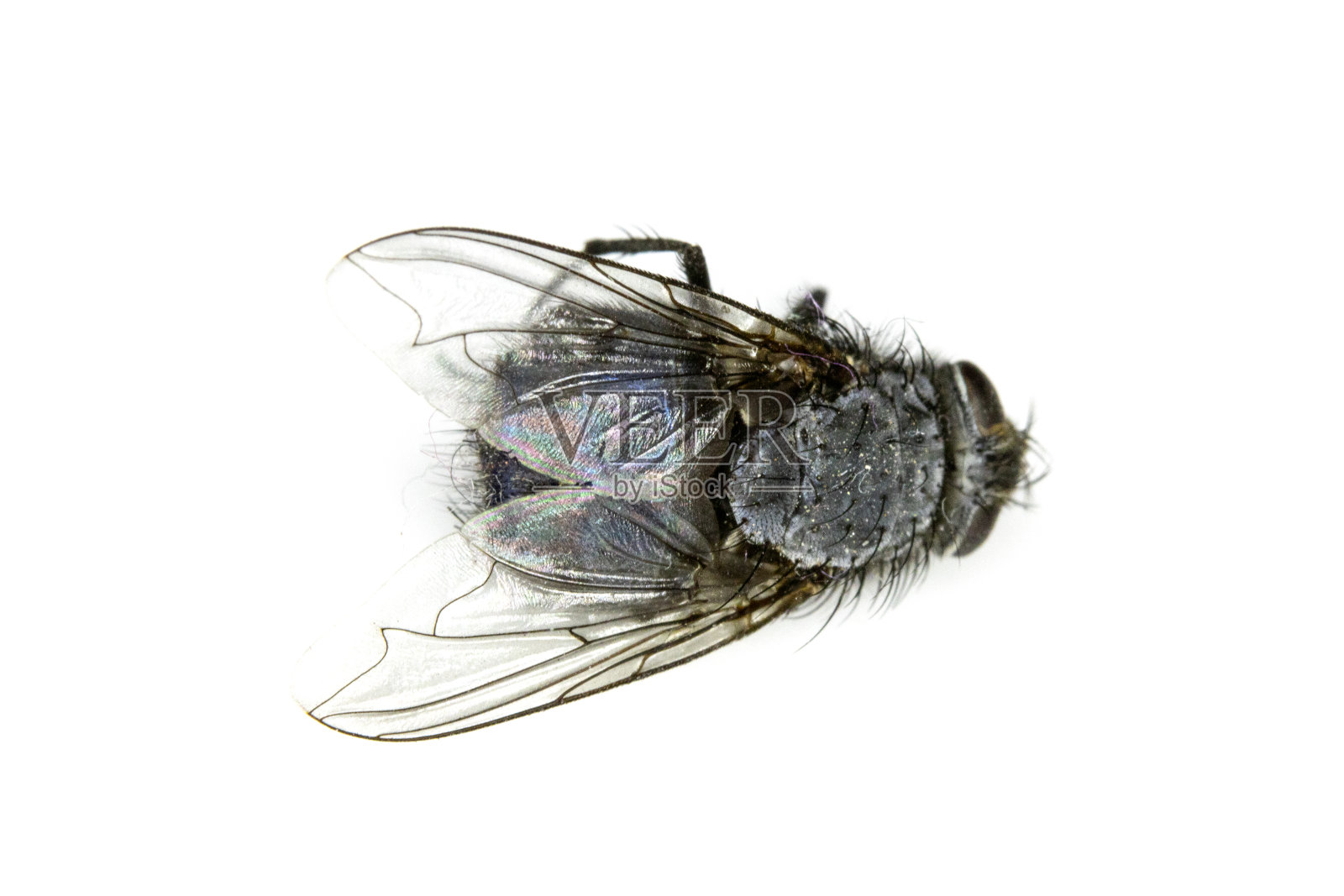 白色背景上的死屋蝇照片摄影图片