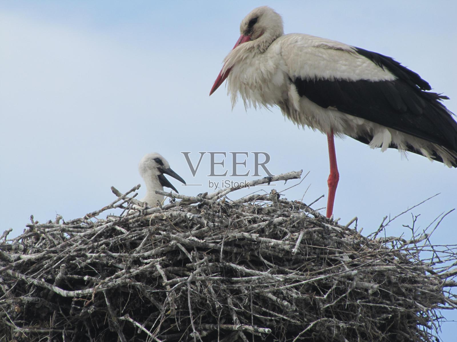 来自世界各地动物园的动物。照片摄影图片