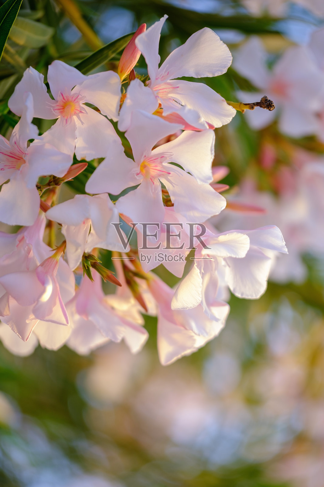 夹竹桃树花靠近一个海滩背景照片摄影图片