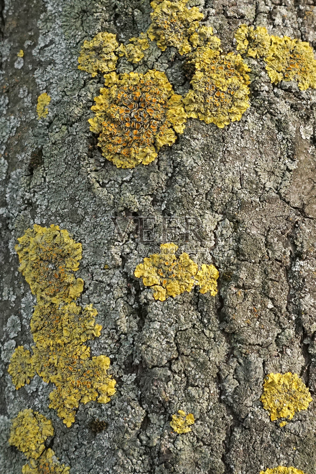 老木材树纹理背景图案与裂缝和真菌。背景是一棵有天然裂缝的树。树皮表面纹理陈旧。用于插图作为纹理,纺织印花,织物照片摄影图片