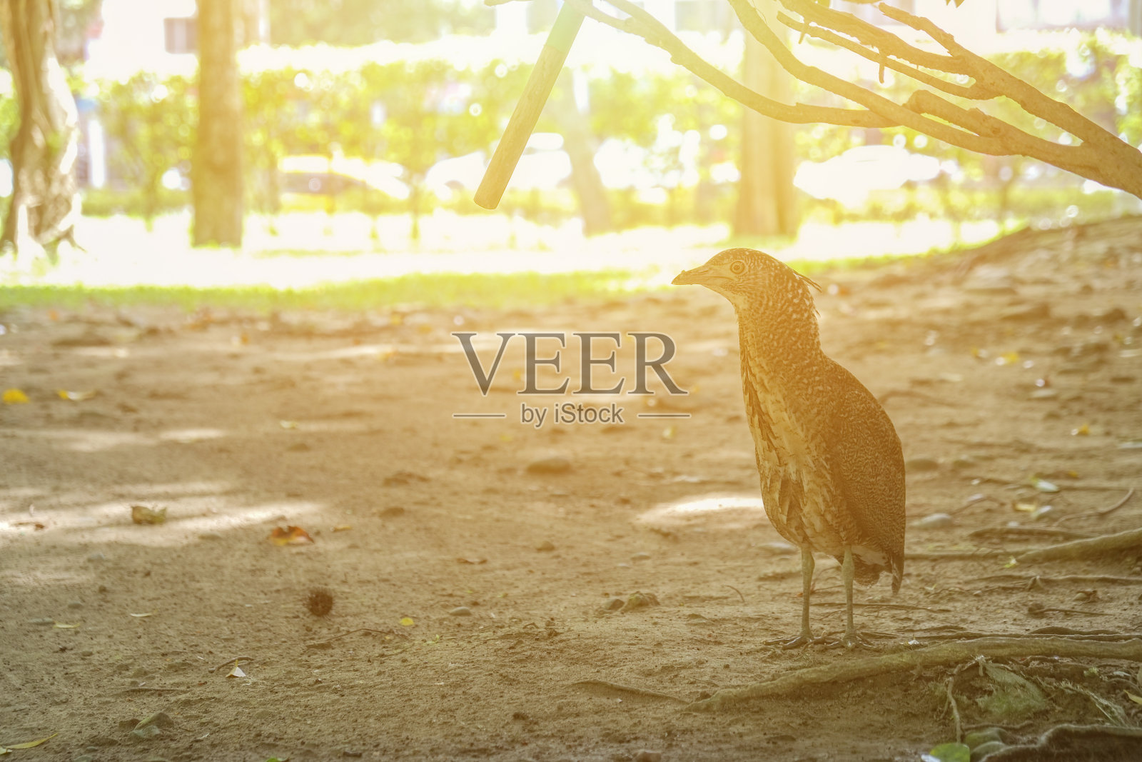 晴天,夜猫子在公园的树上。照片摄影图片