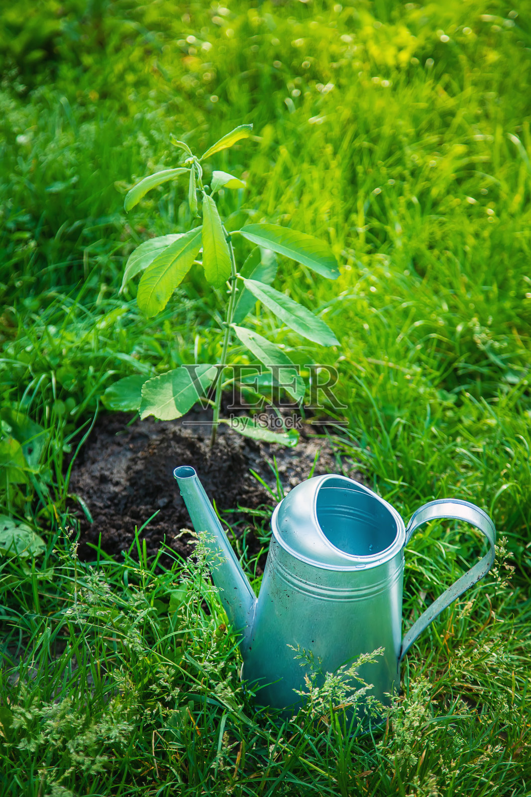 花园里的儿童植物和浇水植物。有选择性的重点。照片摄影图片